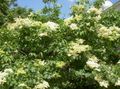 white Garden Flowers Syringa amurensis Photo, cultivation and description, characteristics and growing