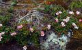pink Garden Flowers Trailing azalea, Alpine Azalea, Loiseleuria Photo, cultivation and description, characteristics and growing