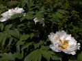 alb Gradina Flori Bujor Copac, Paeonia-suffruticosa fotografie, cultivare și descriere, caracteristici și în creștere