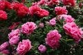 roz Gradina Flori Bujor Copac, Paeonia-suffruticosa fotografie, cultivare și descriere, caracteristici și în creștere