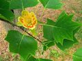 yellow Garden Flowers Tulip tree, Yellow Poplar, Tulip Magnolia, Whitewood, Liriodendron tulipifera Photo, cultivation and description, characteristics and growing