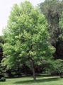 yellow Garden Flowers Tulip tree, Yellow Poplar, Tulip Magnolia, Whitewood, Liriodendron tulipifera Photo, cultivation and description, characteristics and growing