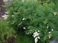 branco Flores do Jardim False Spirea Ural, Sorbaria foto, cultivo e descrição, características e crescente