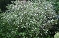 white Waxflower, Jamesia americana Photo, cultivation and description, characteristics and growing