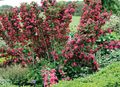 sarkans Dārza Ziedi Weigela Foto, audzēšana un apraksts, raksturlielumi un augošs