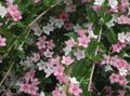 rosa Gartenblumen Weigela Foto, Anbau und Beschreibung, Merkmale und wächst