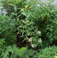ホワイト 庭の花 白レンギョウ、韓国アベリア, Abelia coreana フォト, 栽培 と 説明, 特性 と 成長