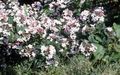 balts Dārza Ziedi Balts Forsītijas, Korejiešu Abelia, Abelia coreana Foto, audzēšana un apraksts, raksturlielumi un augošs