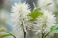 bela Vrtno Cvetje Čarovnica Jelša, Fothergilla fotografija, gojenje in opis, značilnosti in rast