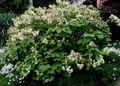 bela Vrtno Cvetje Čarovnica Jelša, Fothergilla fotografija, gojenje in opis, značilnosti in rast