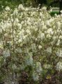 valkoinen Puutarhakukat Noita Leppä, Fothergilla kuva, muokkaus ja tuntomerkit, ominaisuudet ja viljely