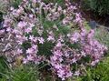 ვარდისფერი ბაღის ყვავილები Acantholimon, დაძაბული მეურნეობის სურათი, გაშენების და აღწერა, მახასიათებლები და იზრდება