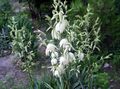 λευκό Λουλούδια κήπου Βελόνα Του Αδάμ, Spoonleaf Yucca, Βελόνα Παλάμη, Yucca filamentosa φωτογραφία, καλλιέργεια και περιγραφή, χαρακτηριστικά και φυτοκομεία