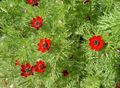 sarkans Dārza Ziedi Adonis, Adonis amurensis Foto, audzēšana un apraksts, raksturlielumi un augošs