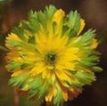 zaļš Dārza Ziedi Adonis, Adonis amurensis Foto, audzēšana un apraksts, raksturlielumi un augošs