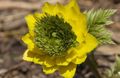 dzeltens Dārza Ziedi Adonis, Adonis amurensis Foto, audzēšana un apraksts, raksturlielumi un augošs