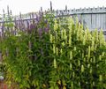 white Garden Flowers Agastache, Hybrid Anise Hyssop, Mexican Mint Photo, cultivation and description, characteristics and growing