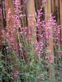 pink Garden Flowers Agastache, Hybrid Anise Hyssop, Mexican Mint Photo, cultivation and description, characteristics and growing