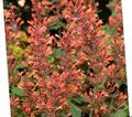 orange Garden Flowers Agastache, Hybrid Anise Hyssop, Mexican Mint Photo, cultivation and description, characteristics and growing
