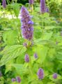 lilac Garden Flowers Agastache, Hybrid Anise Hyssop, Mexican Mint Photo, cultivation and description, characteristics and growing