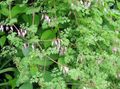 rosa Gartenblumen Allegheny Vine, Kletter Erdrauch, Mountain Pony, Adlumia fungosa Foto, Anbau und Beschreibung, Merkmale und wächst
