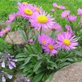 ružová Záhradné kvety Alpine Aster, Aster alpinus fotografie, pestovanie a popis, vlastnosti a pestovanie