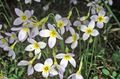 white Garden Flowers Alpine Bluets, Mountain Bluets, Quaker Ladies, Houstonia Photo, cultivation and description, characteristics and growing