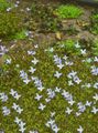 light blue Garden Flowers Alpine Bluets, Mountain Bluets, Quaker Ladies, Houstonia Photo, cultivation and description, characteristics and growing