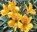 黄 六出花，秘鲁百合，印加百合, Alstroemeria 照, 养殖 和 描述, 特点 和 成长