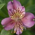 紫丁香 六出花，秘鲁百合，印加百合, Alstroemeria 照, 养殖 和 描述, 特点 和 成长