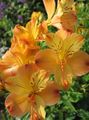 橙 六出花，秘鲁百合，印加百合, Alstroemeria 照, 养殖 和 描述, 特点 和 成长