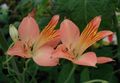 粉红色 六出花，秘鲁百合，印加百合, Alstroemeria 照, 养殖 和 描述, 特点 和 成长