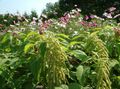 zelena Vrtne Cvjetovi Amaranthus, Ljubavi Laži-Krvarenje, Kiwicha, Amaranthus caudatus Foto, uzgajanje i opis, karakteristike i uzgoj