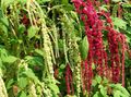 weinig Gartenblumen Amaranthus, Liebe-Lügen-Blutungen, Kiwicha, Amaranthus caudatus Foto, Anbau und Beschreibung, Merkmale und wächst