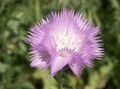 leylak Bahçe Çiçekleri Amberboa Tatlı Sultan fotoğraf, yetiştirme ve tanım, özellikleri ve büyüyen