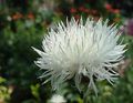 bianco I fiori da giardino Amberboa, Dolce Sultan foto, la lavorazione e descrizione, caratteristiche e la coltivazione