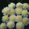 gelb Gartenblumen Amberboa, Süß Sultan Foto, Anbau und Beschreibung, Merkmale und wächst