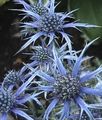 light blue Garden Flowers Amethyst Sea Holly, Alpine Eryngo, Alpine Sea Holly, Eryngium Photo, cultivation and description, characteristics and growing
