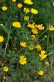 yellow Garden Flowers Anacyclus radiatus Photo, cultivation and description, characteristics and growing