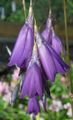 violetinė Sodo Gėlės Angelo Meškerė, Pasakų Lazdelė, Wandflower, Dierama Nuotrauka, auginimas ir aprašymas, charakteristikos ir augantis