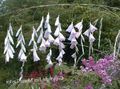 бял Градински цветове Ангел Въдица, Вълшебна Пръчица, Wandflower, Dierama снимка, отглеждане и описание, характеристики и култивиране