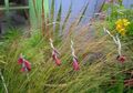 red Angel's fishing rod, Fairy Wand, Wandflower, Dierama Photo, cultivation and description, characteristics and growing