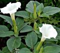 white Garden Flowers Angel's trumpet, Devil's Trumpet, Horn of Plenty, Downy Thorn Apple, Datura metel Photo, cultivation and description, characteristics and growing