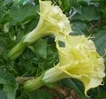 yellow Garden Flowers Angel's trumpet, Devil's Trumpet, Horn of Plenty, Downy Thorn Apple, Datura metel Photo, cultivation and description, characteristics and growing