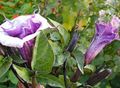 紫丁香 园林花卉 天使的小号，魔鬼的小号，鱼米之乡，柔和刺苹果号角, Datura metel 照, 养殖 和 描述, 特点 和 成长
