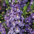 purple Garden Flowers Angelonia Serena, Summer Snapdragon, Angelonia angustifolia Photo, cultivation and description, characteristics and growing