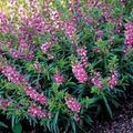 lilac Garden Flowers Angelonia Serena, Summer Snapdragon, Angelonia angustifolia Photo, cultivation and description, characteristics and growing