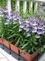 γαλάζιο Λουλούδια κήπου Angelonia Serena, Το Καλοκαίρι Snapdragon, Angelonia angustifolia φωτογραφία, καλλιέργεια και περιγραφή, χαρακτηριστικά και φυτοκομεία