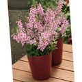 pink Garden Flowers Angelonia Serena, Summer Snapdragon, Angelonia angustifolia Photo, cultivation and description, characteristics and growing