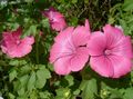 pink Garden Flowers Annual Mallow, Rose Mallow, Royal Mallow, Regal Mallow, Lavatera trimestris Photo, cultivation and description, characteristics and growing
